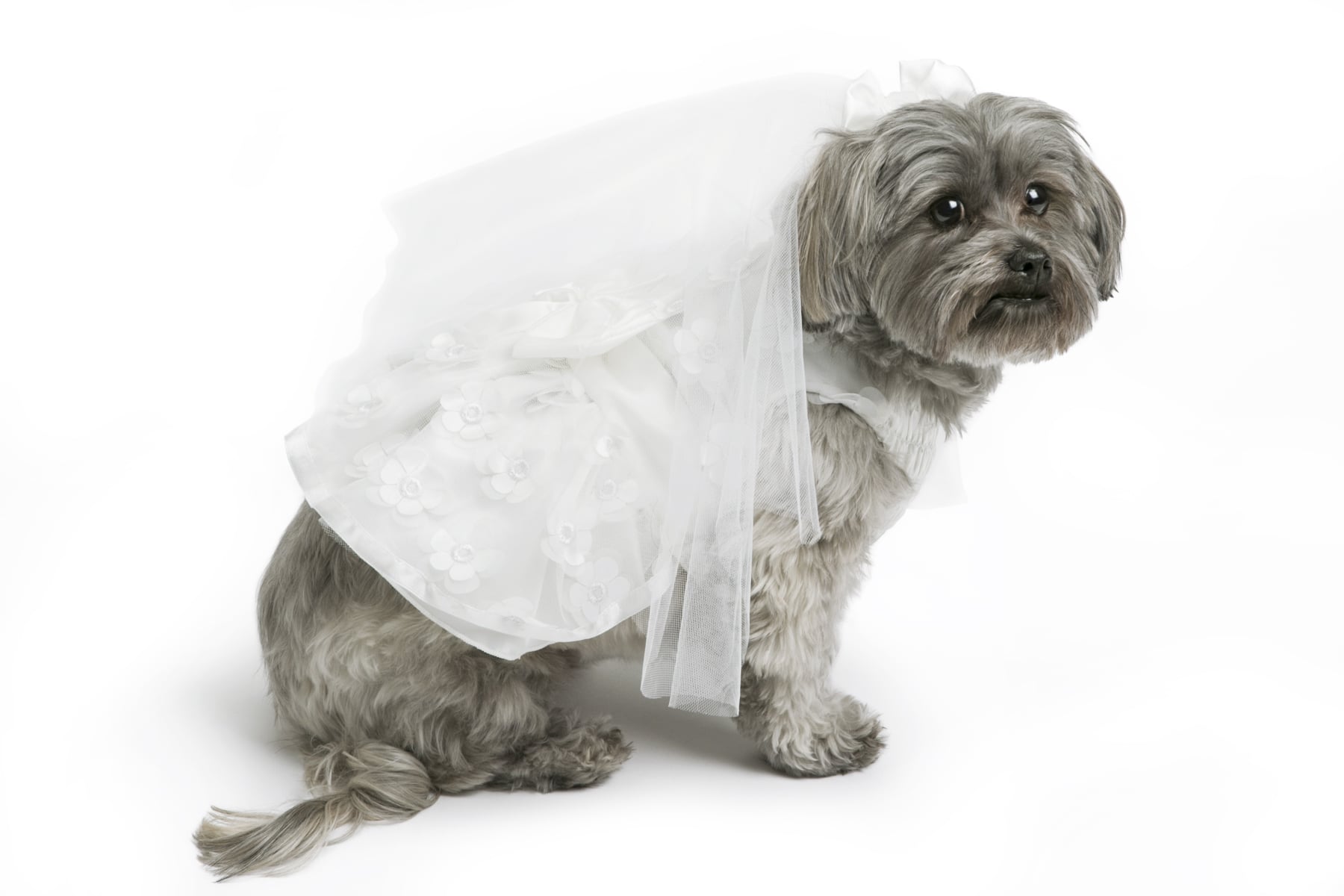 Dog wedding new arrivals dress petsmart