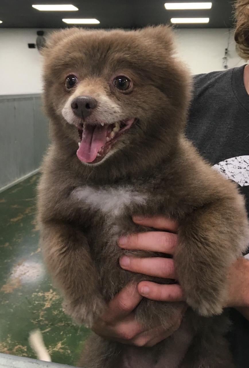 little dog that looks like a bear