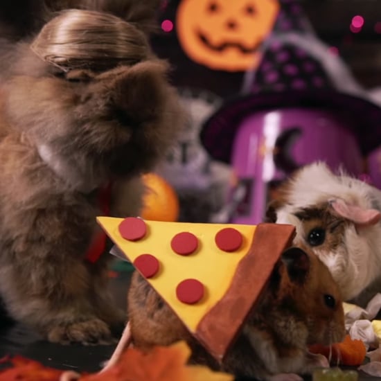 Tiny Hamster Halloween Party | Video