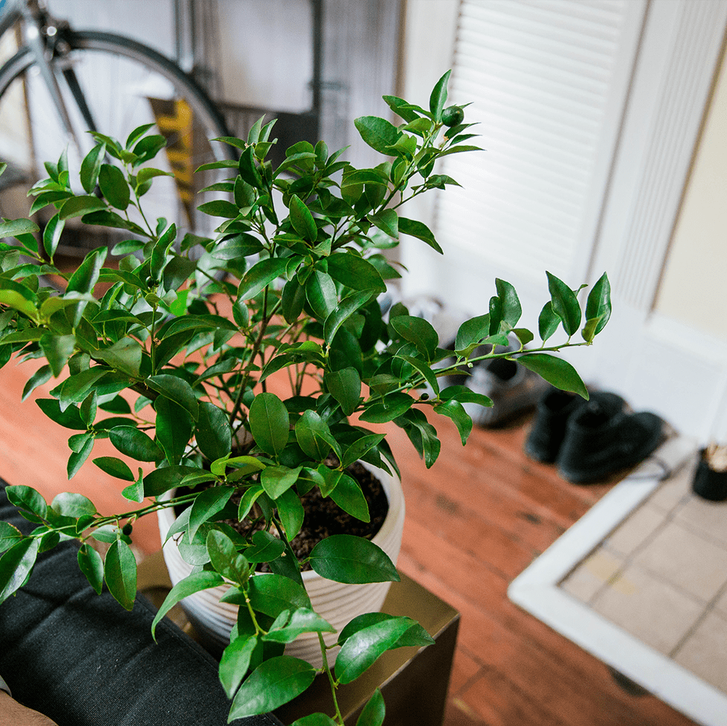 Key Lime Tree