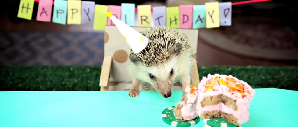 Hedgehog Eating Tiny Cake | Video