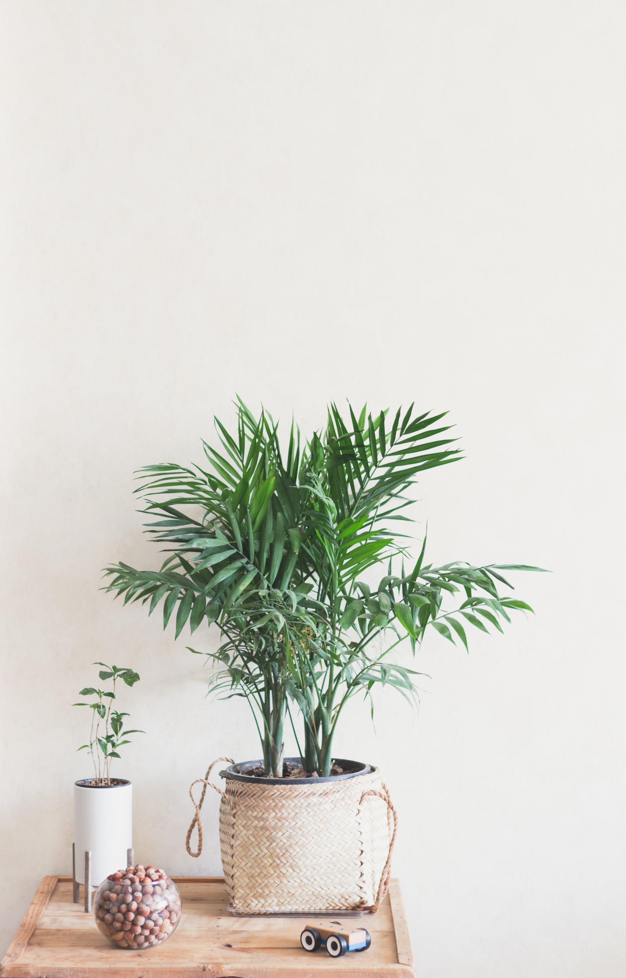 Shop Houseplants That Cool Your Home Popsugar Home
