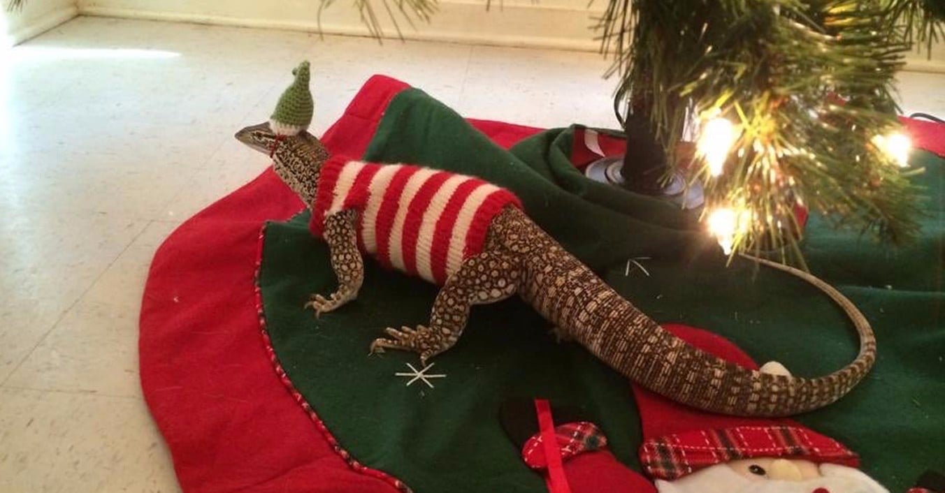 Lizard in Christmas Outfit POPSUGAR Pets