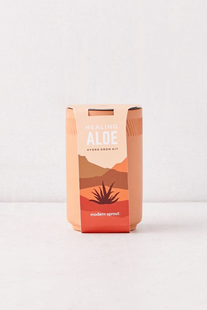 Modern Sprout Aloe Terracotta Grow Kit