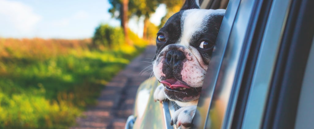 Foods to Boost Immunity in Dogs