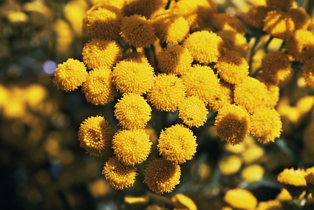 Tansy