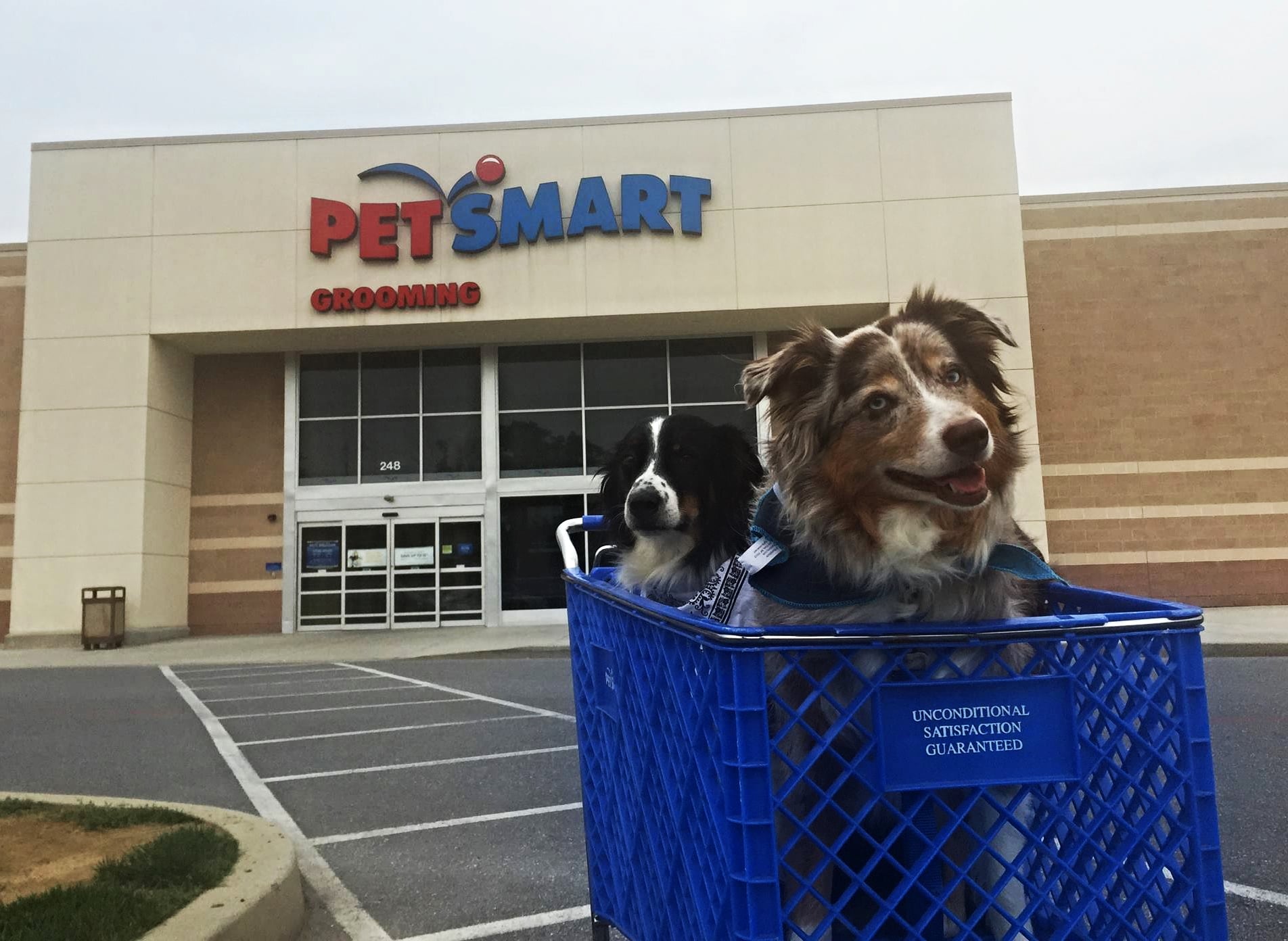 stores dogs can go in