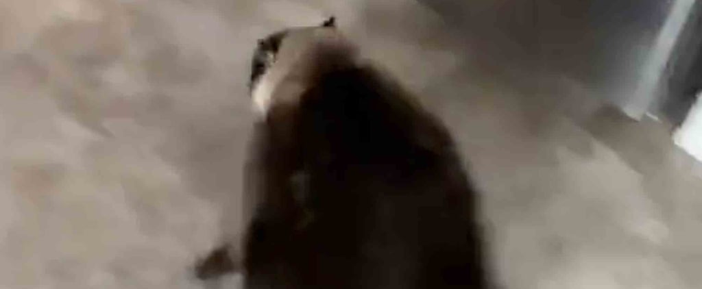 Viral Video of a Cat Running From the Sound of a Smoke Alarm