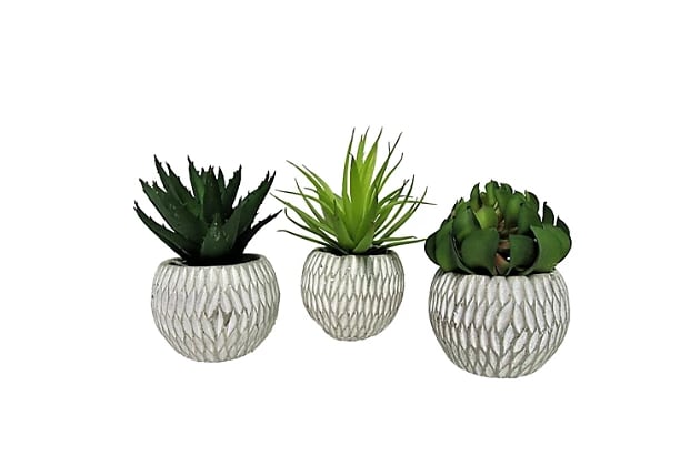 Succulent Trio