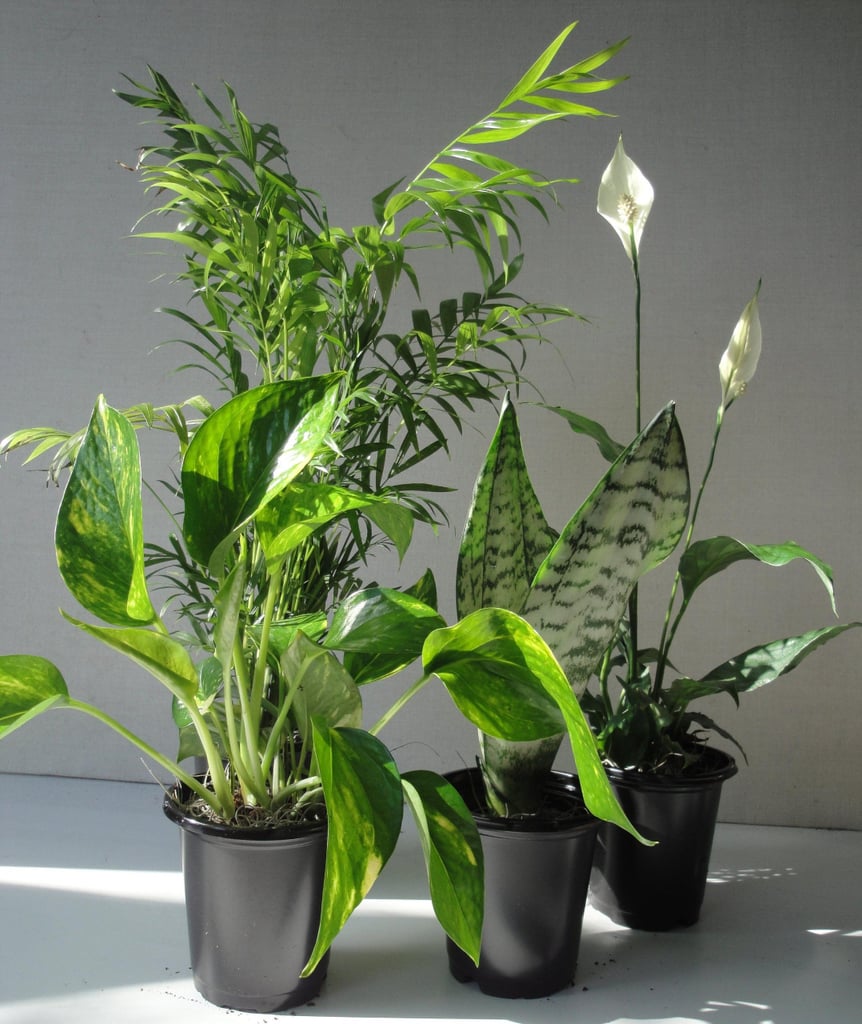 A Set of Air-Purifying Plants: Four Plant Collection