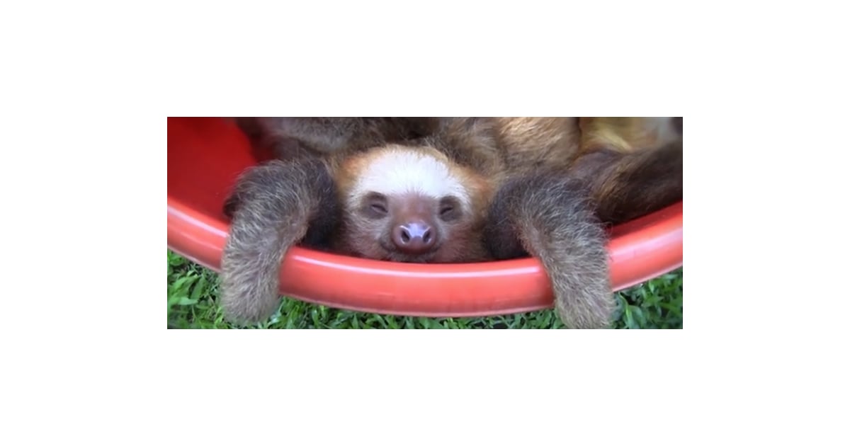 Cute Animal Video of the Day: Bucket of Sloths! | POPSUGAR Pets