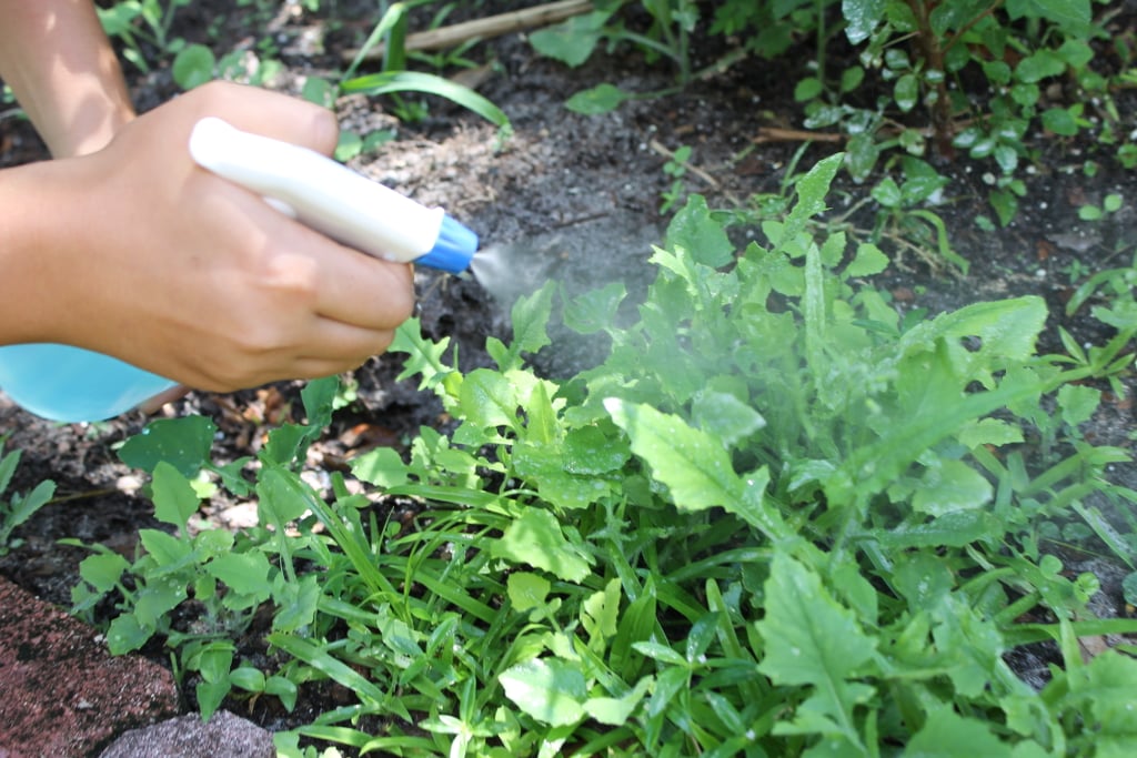 Step 3: Liberally Spray Weeds