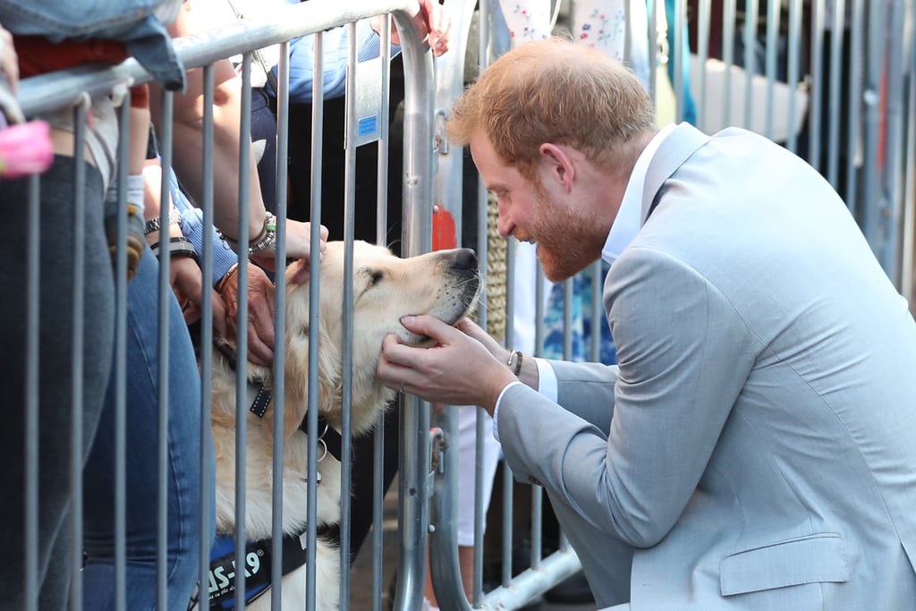 Prince Harry Petting Dogs in Sussex October 2018 POPSUGAR Celebrity