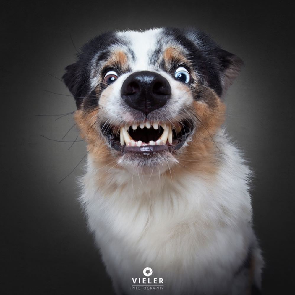 Dogs Catching Treats Photo Series