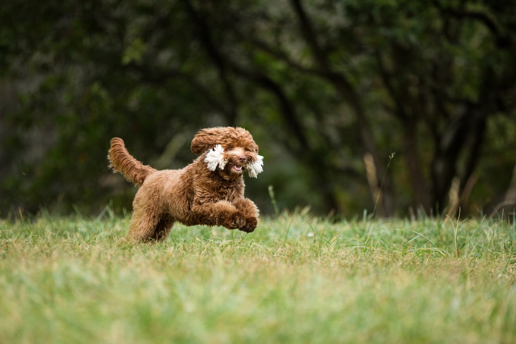 Cute Pictures of Labradoodles