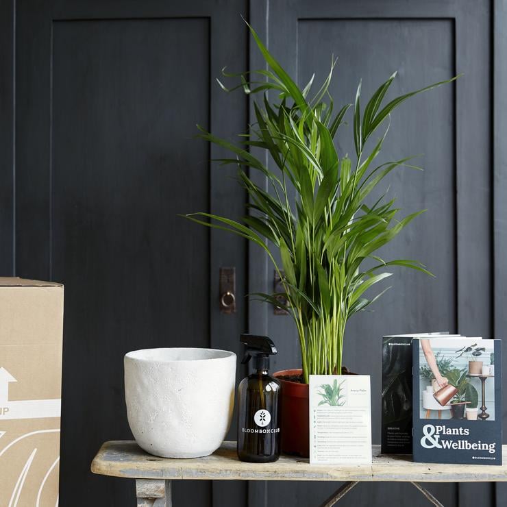 Bloom Box Plant Subscription