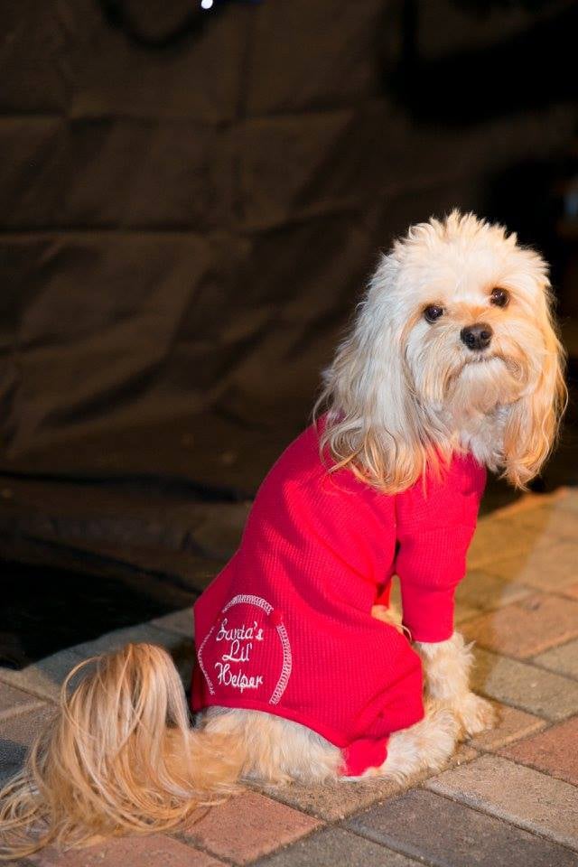 Dogs in Ugly Christmas Sweaters