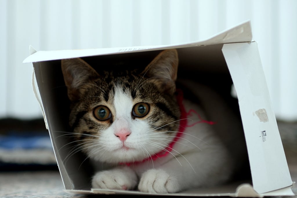 Cats In Cardboard Boxes | Popsugar Pets