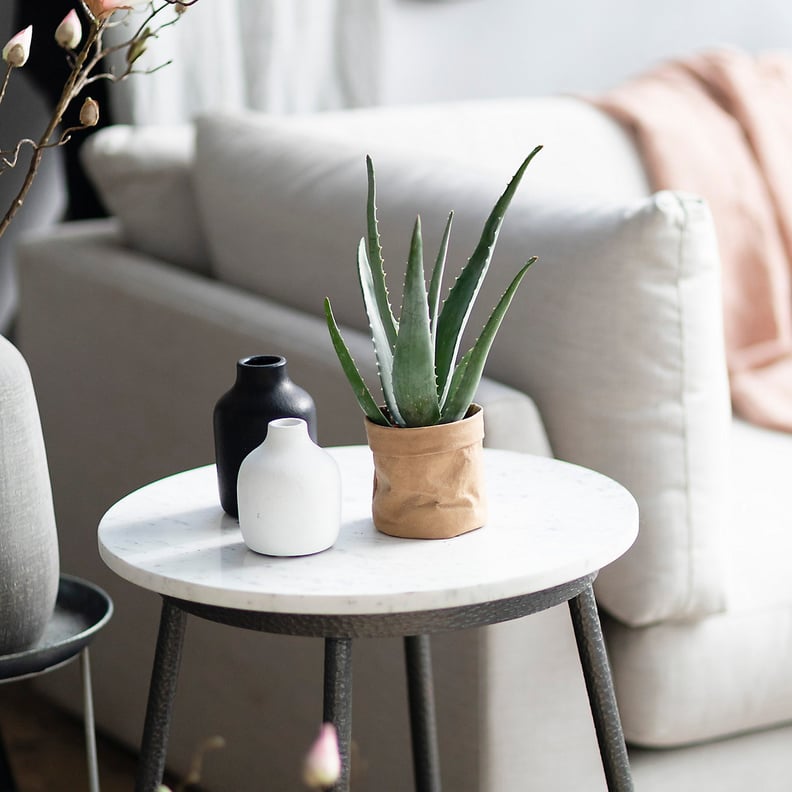 Aloe Plant in Kraft Paper Pot