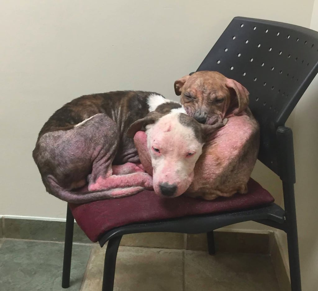 Abandoned Pit Bull Puppies Cuddling at Vet