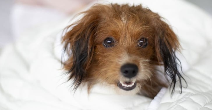 How to Wash a Weighted Blanket | POPSUGAR Fitness