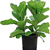 Ficus Pandurata in Pot ($30)