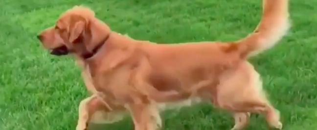 Video of Golden Retriever Running For Grandma at a Park