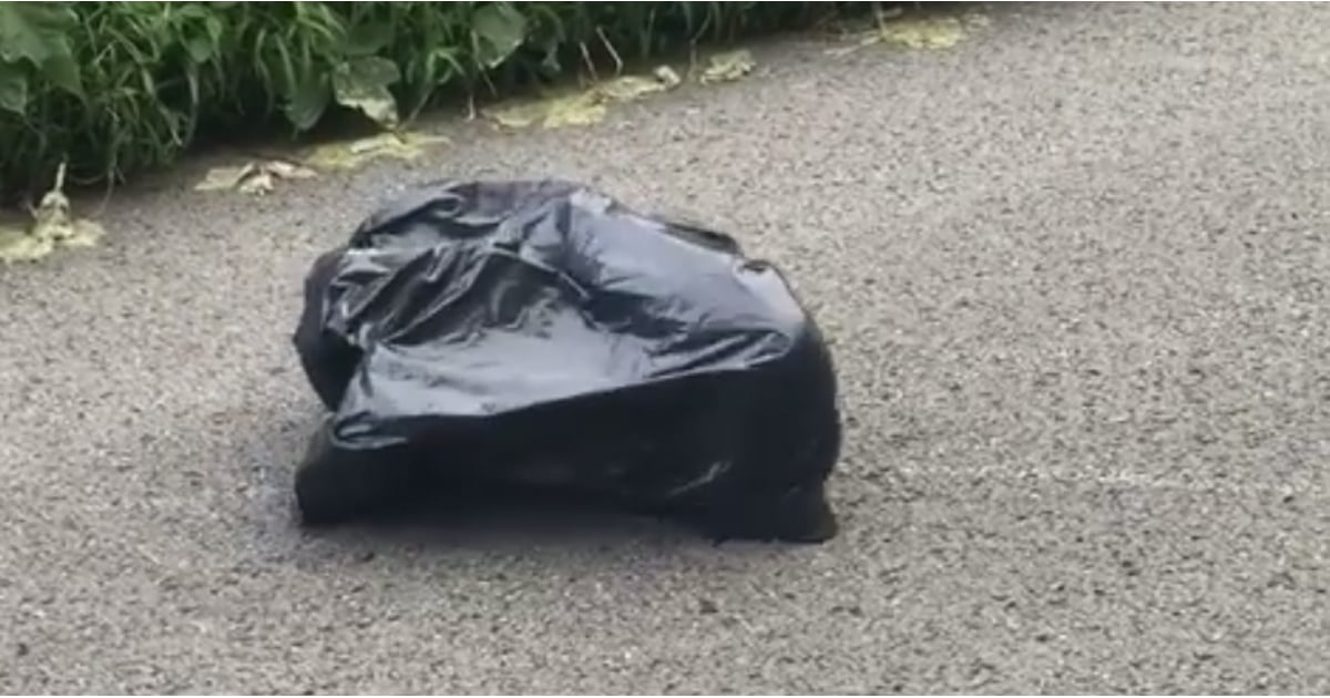Video of Abandoned Dog Found in a Garbage Bag POPSUGAR Tech
