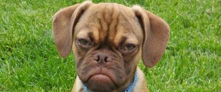 Grumpy Earl the Puggle