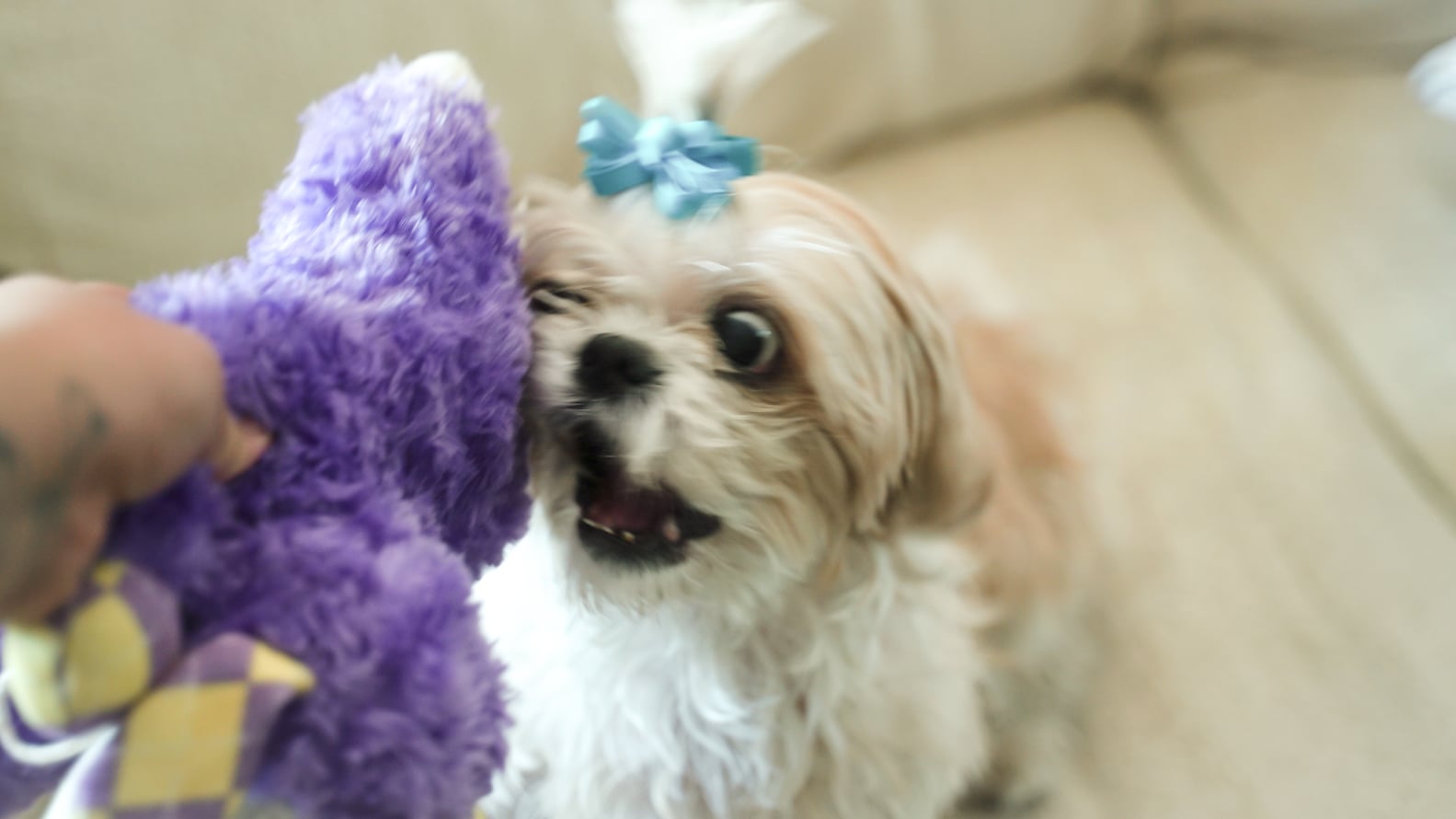 What Does My Dog's Tail Wagging Mean? POPSUGAR Pets