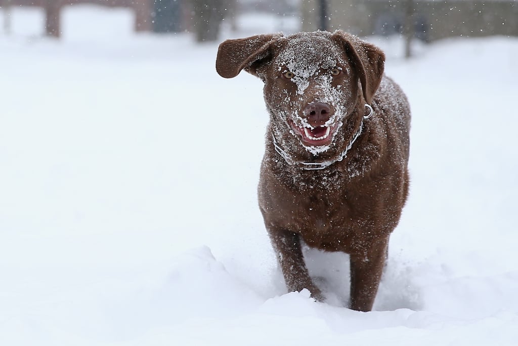 Winter Storm Juno January 2015 | Pictures