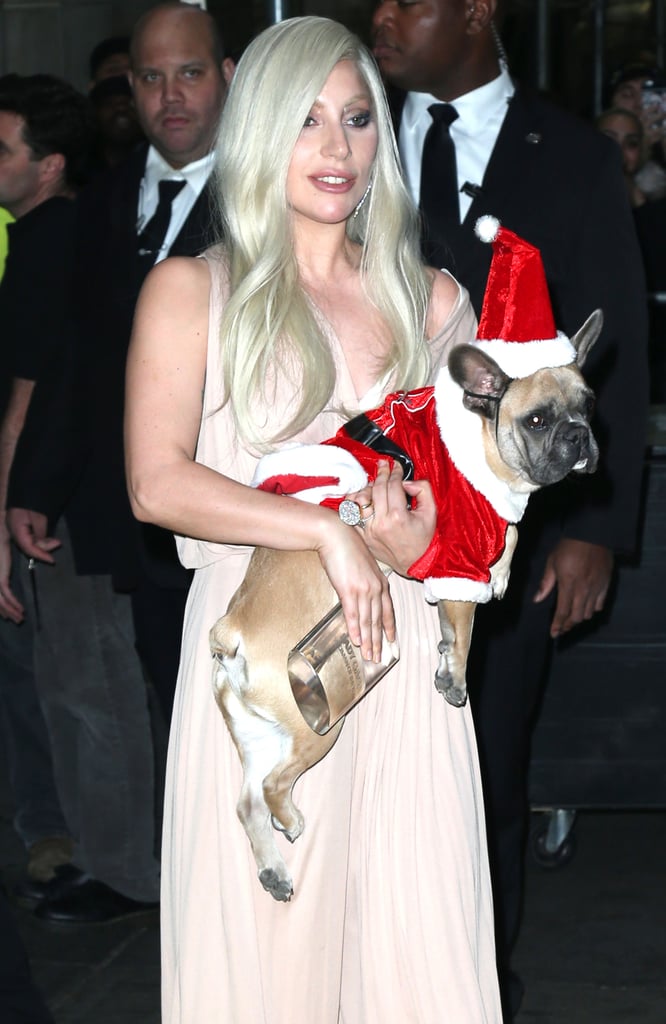 Lady Gaga and Taylor Kinney Dress Their Dogs Like Santa