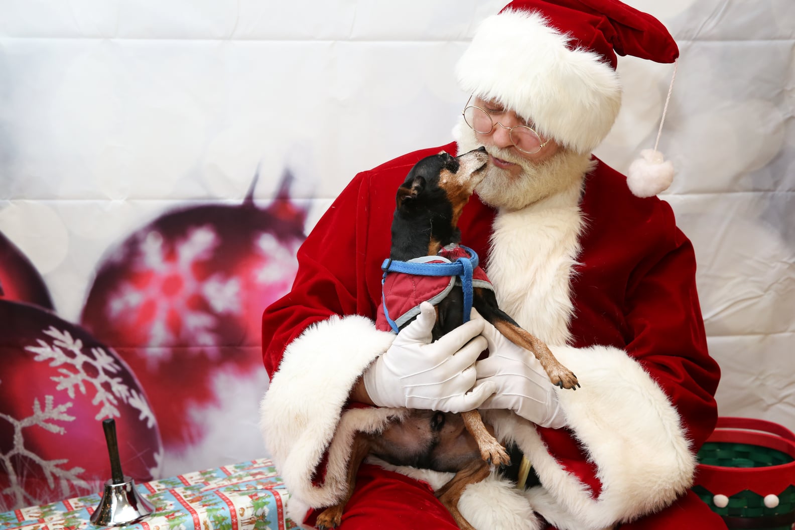 Pets Meeting Santa POPSUGAR Pets
