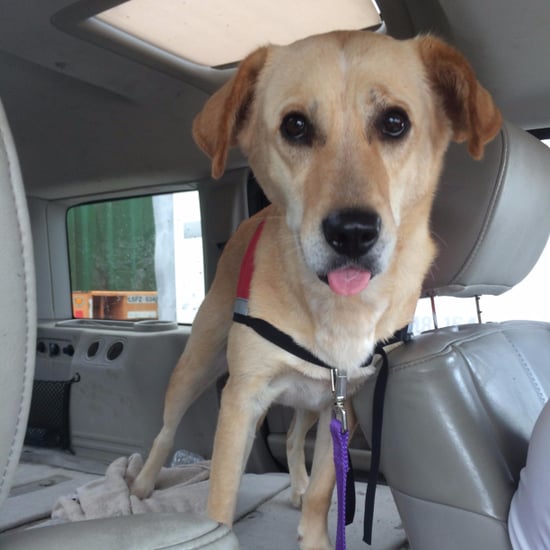 10 Most Expensive Dog Breeds POPSUGAR Pets