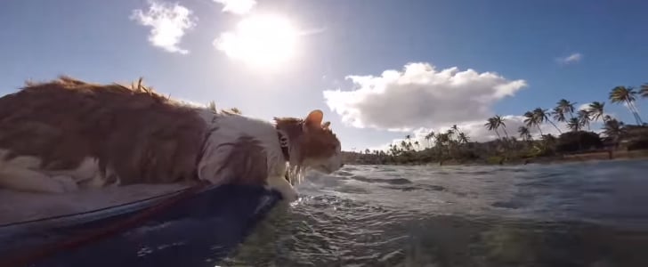 Surfing Cat Video