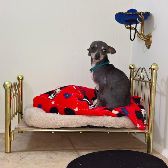 Miniature Bedroom For Chihuahua