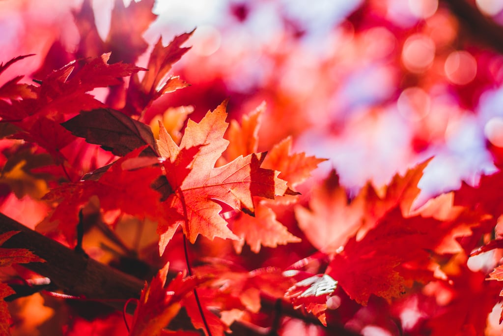 20 Beautiful and Cosy Fall Computer Backgrounds