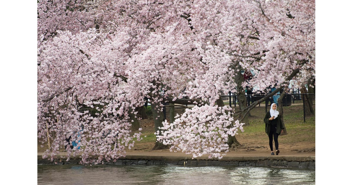 сакура в россии. Stone around flowers. See spring. See spring. See spring.