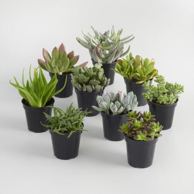World Market Large Assorted Live Potted Succulents