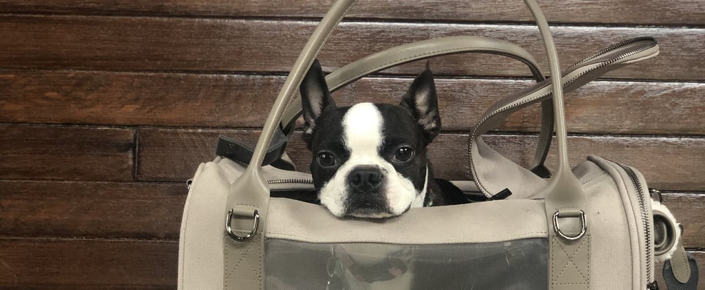 Maxbone Global Citizen Pet Carrier Bag Review