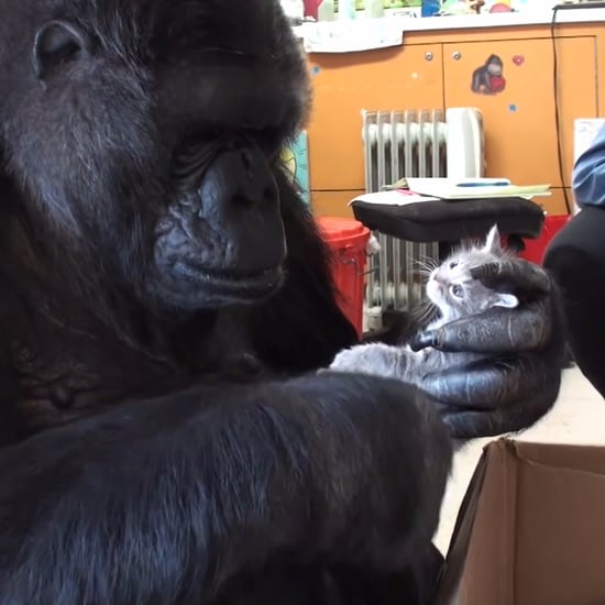 Koko the Gorilla Adopts 2 Kittens | Video