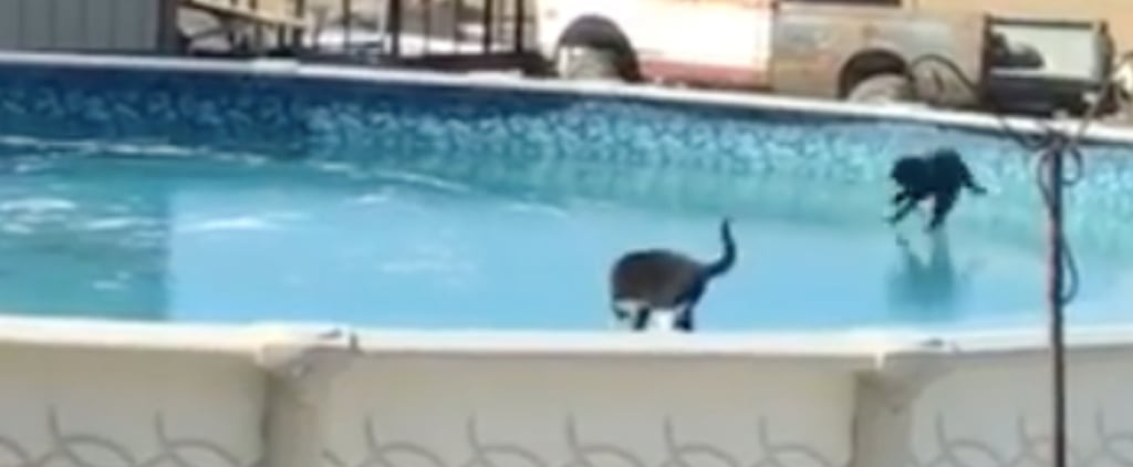 Cats Playing on Frozen Pool | Video