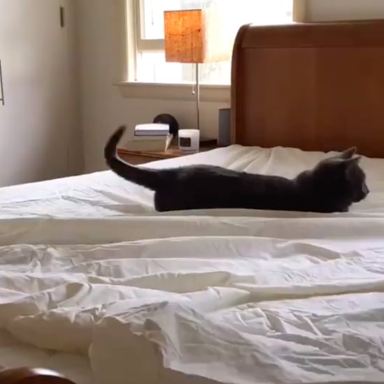 Cat Makes it Impossible For Owner to Make Bed | Video