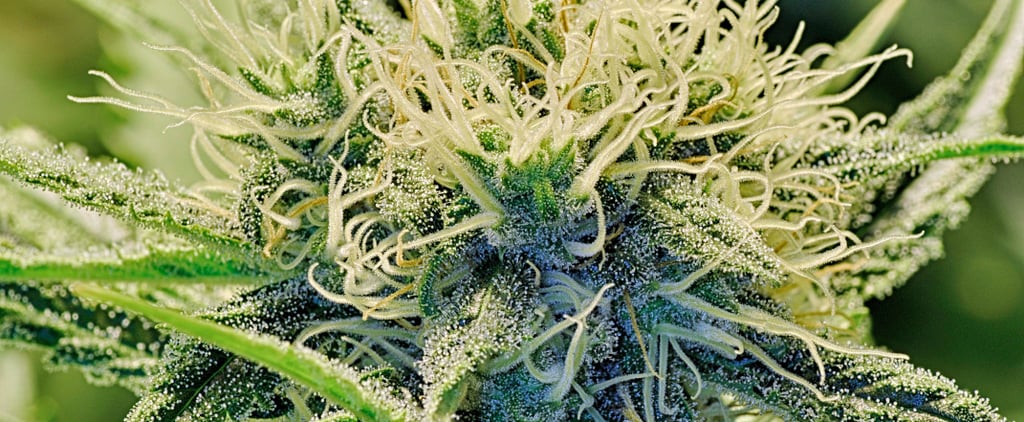 Women Leaders in the Cannabis Industry