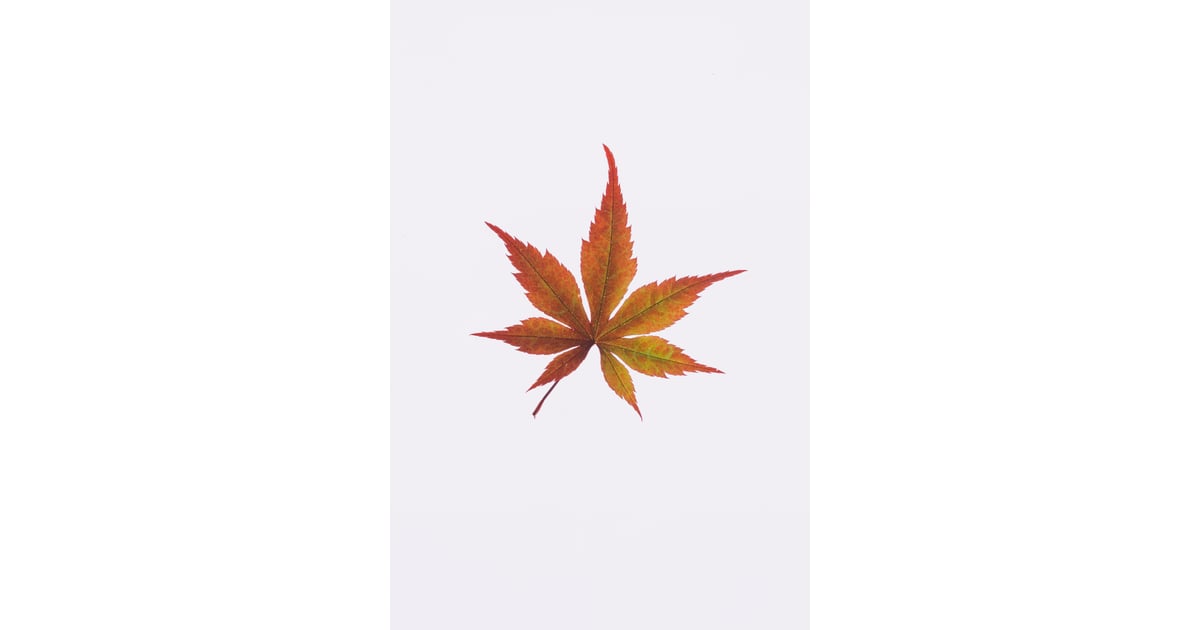 Maple Leaf iPhone Wallpaper | Best Fall Wallpapers For Your iPhone's