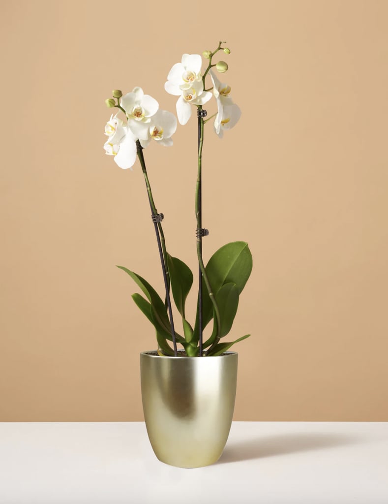 Best Orchid Plant For Valentine's Day