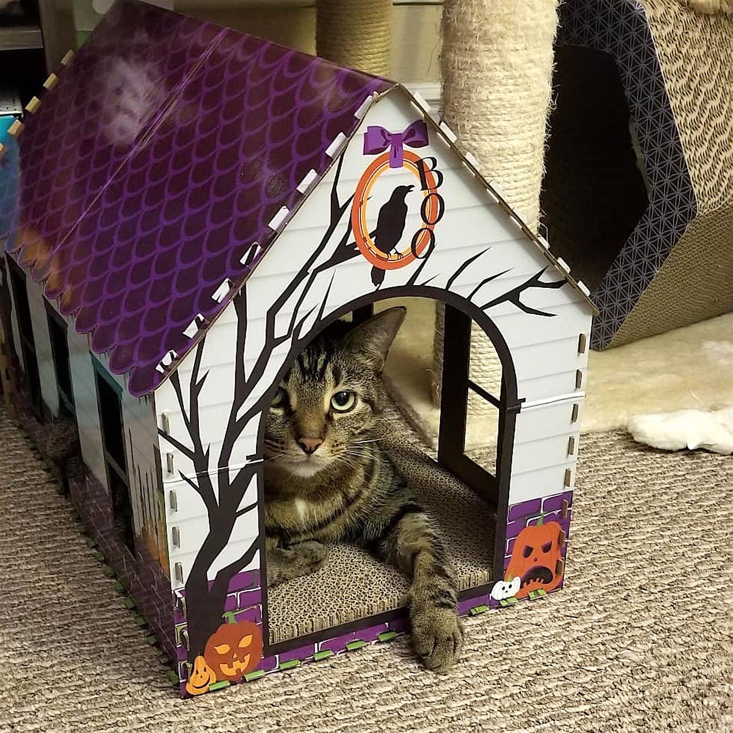 Aldi's Selling Halloween Cat Houses For 