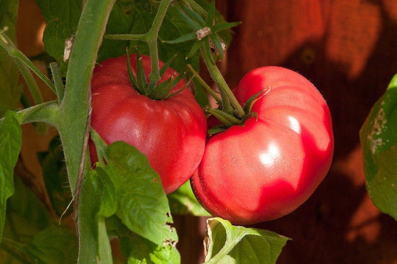 Brandywine Tomato Plants