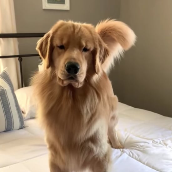 Golden Retriever Is Scared of Hair Straightener | Video