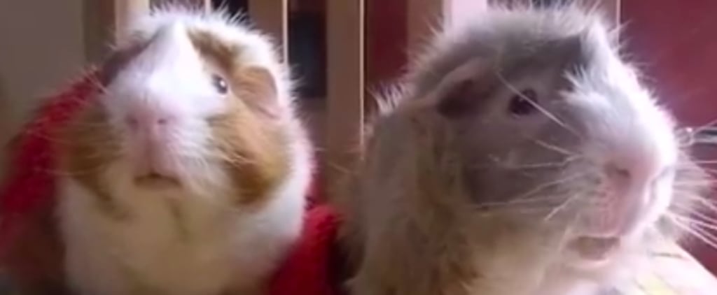Guinea Pigs Talk About Pumpkin | Video